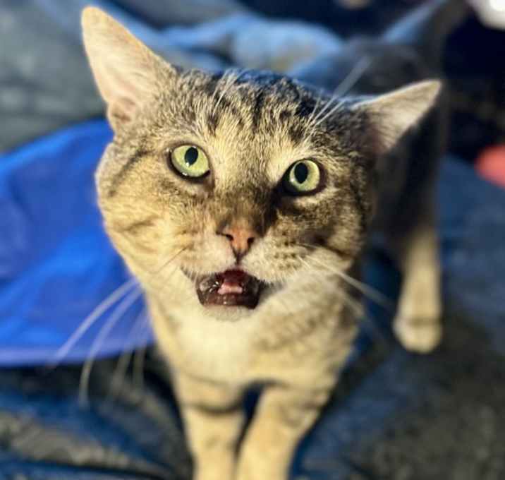 Photo of Arlo