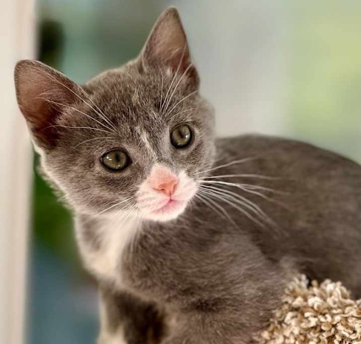Photo of Super Six Kitten Litter!