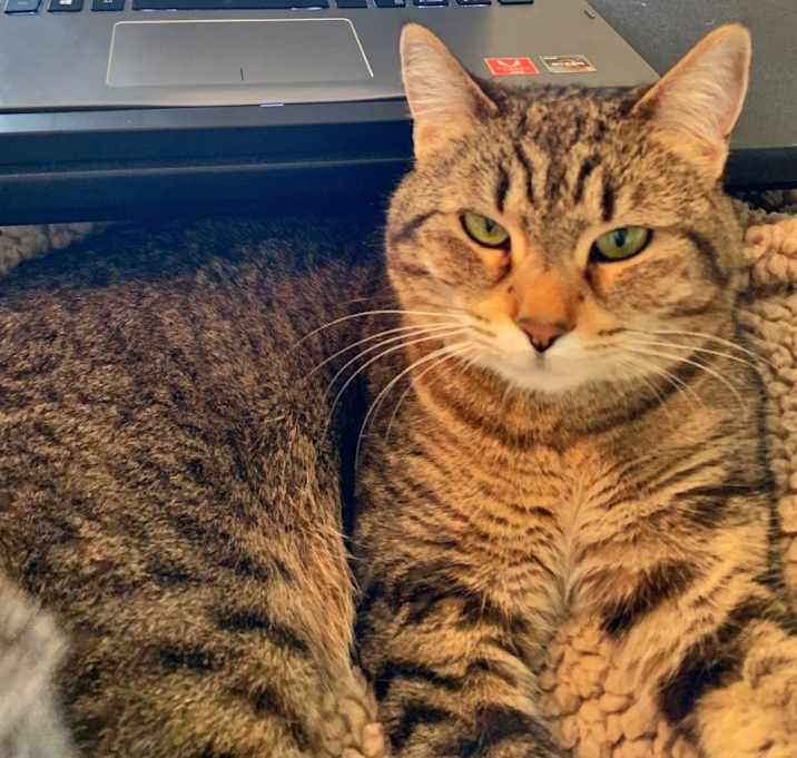 Photo of Stella