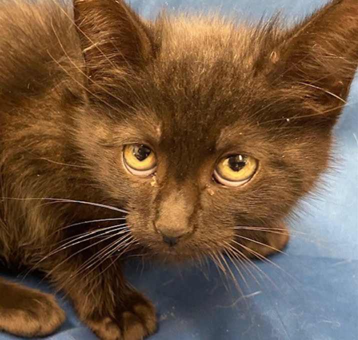 Photo of Buttercup