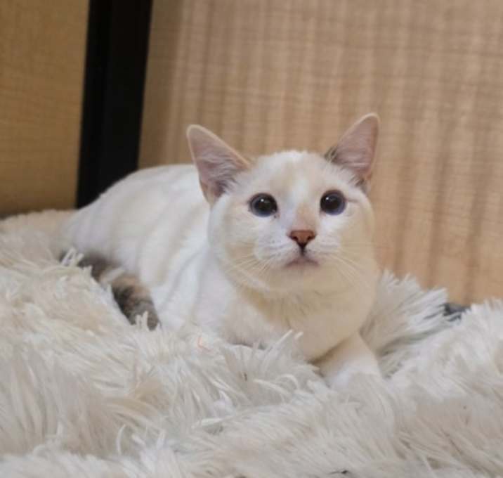 Photo of Petunia