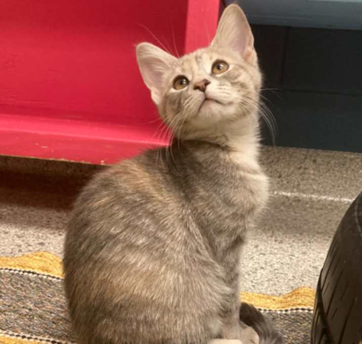 Photo of Delilah