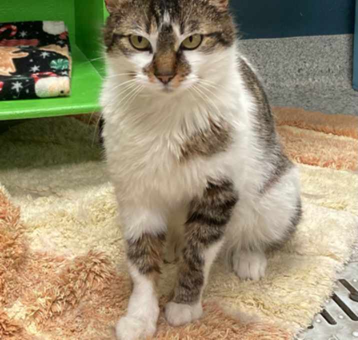 Photo of Juniper