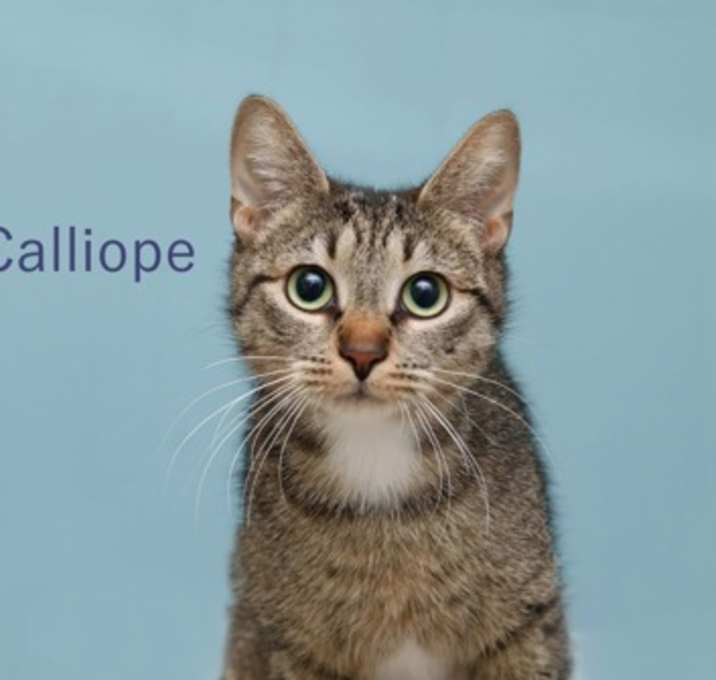 Photo of Calliope
