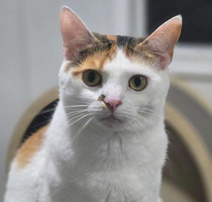 Photo of ROSIE