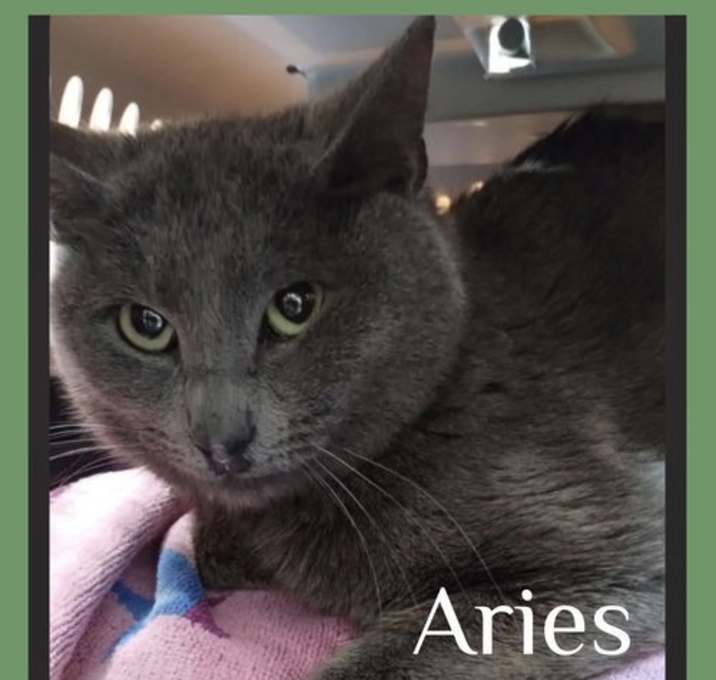 Photo of ARIES