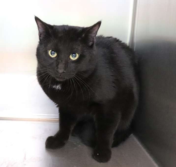 Photo of Toothless