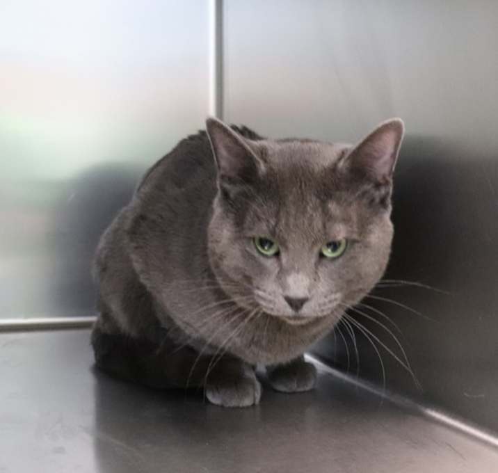 Photo of Smokey