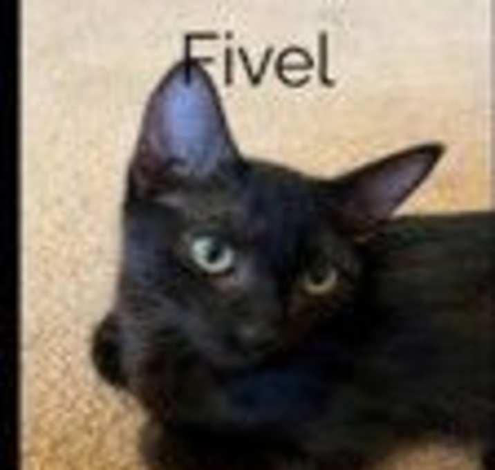 Photo of Fivel