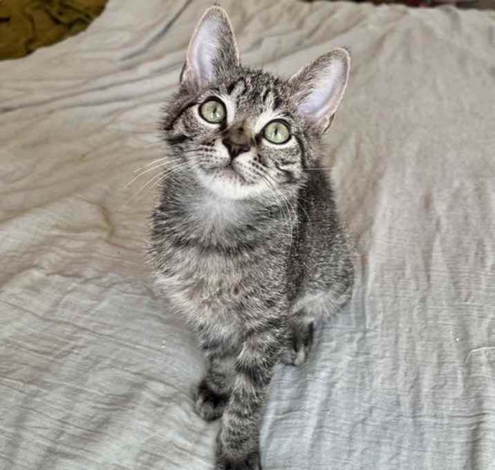 Photo of Trixie