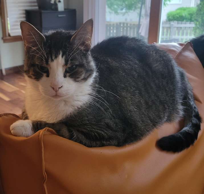 Photo of Buddy