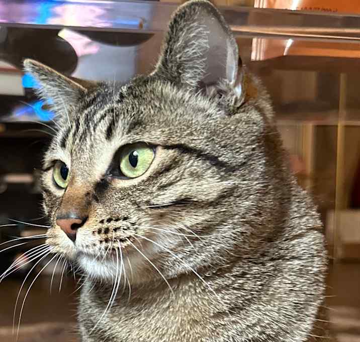 Photo of Maximus