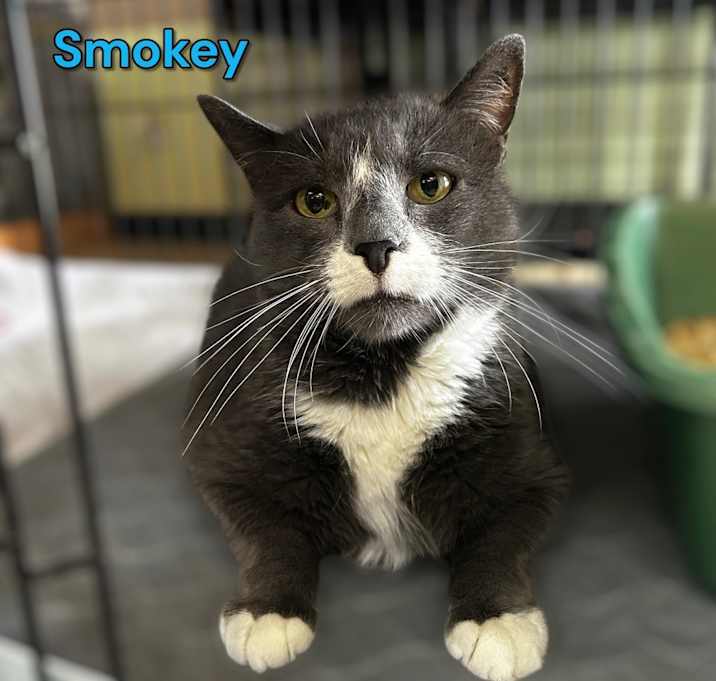 Photo of Smokey