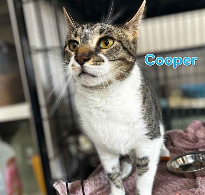 Photo of Cooper