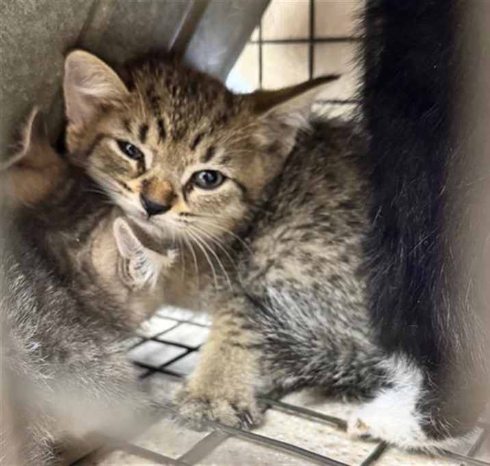 Photo of MUFFIN