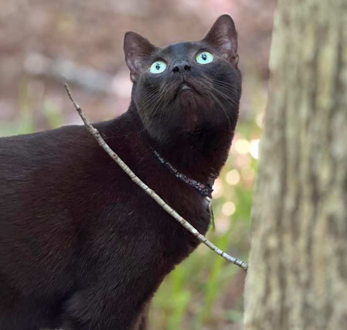 Photo of Scout