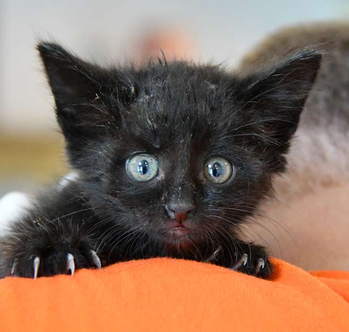 Photo of Cashew