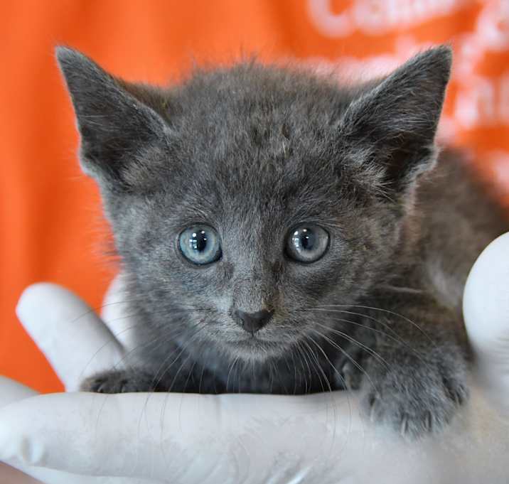 Photo of Peanut