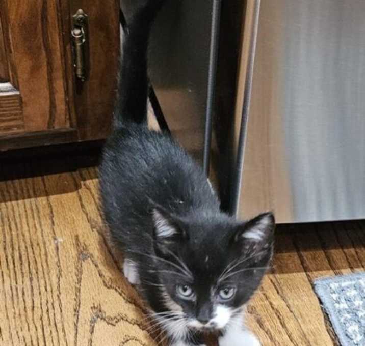 Photo of Tippy