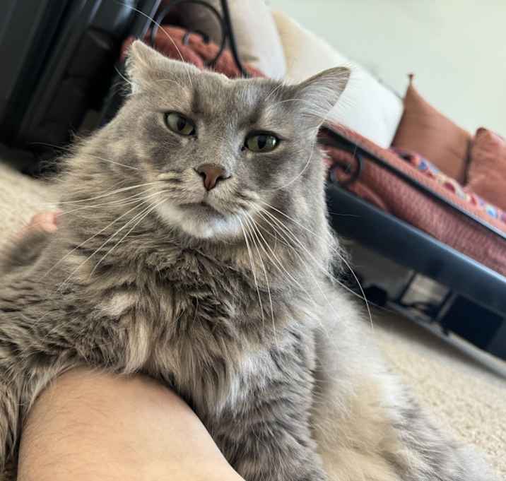 Photo of Nova