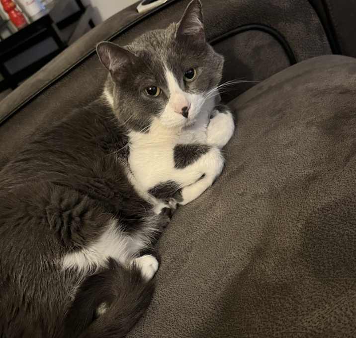 Photo of Bowser
