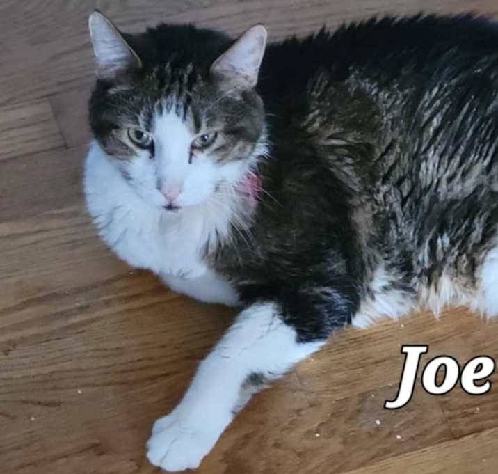 Photo of Joe