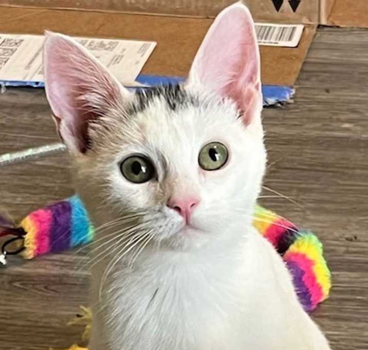 Photo of KITTEN IRIS