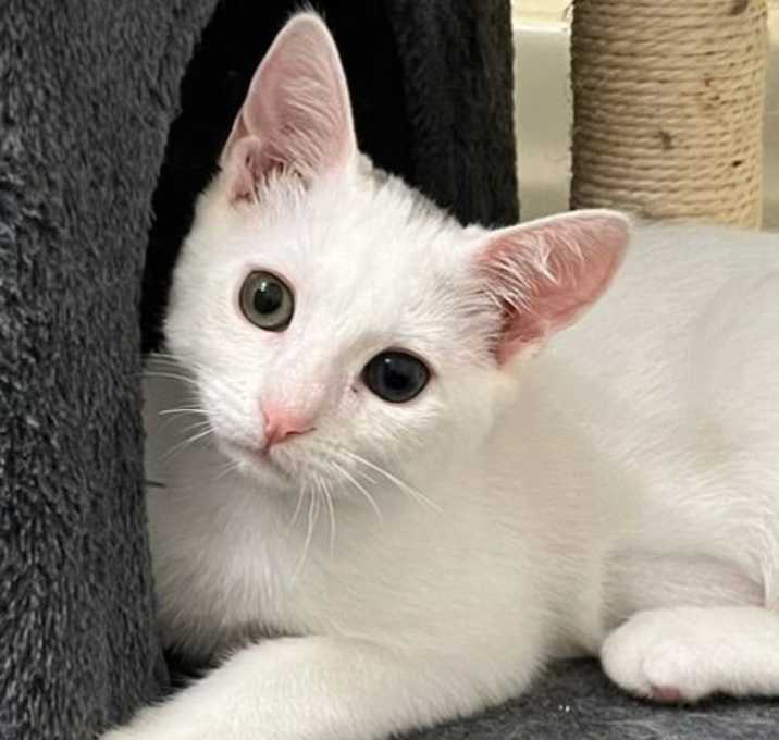 Photo of KITTEN MAGNOLIA