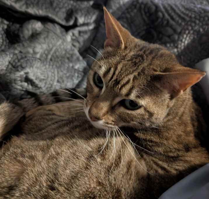 Photo of Bella