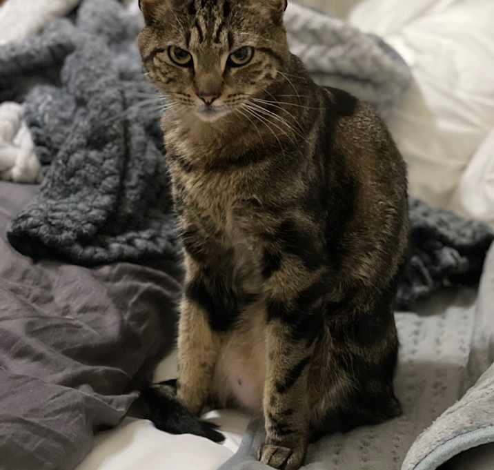 Photo of Rajah