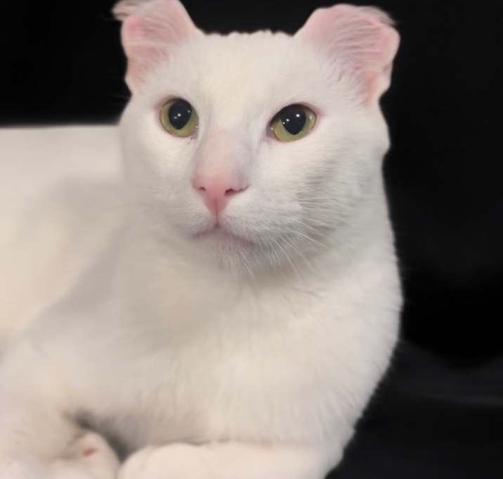 Photo of Nieve