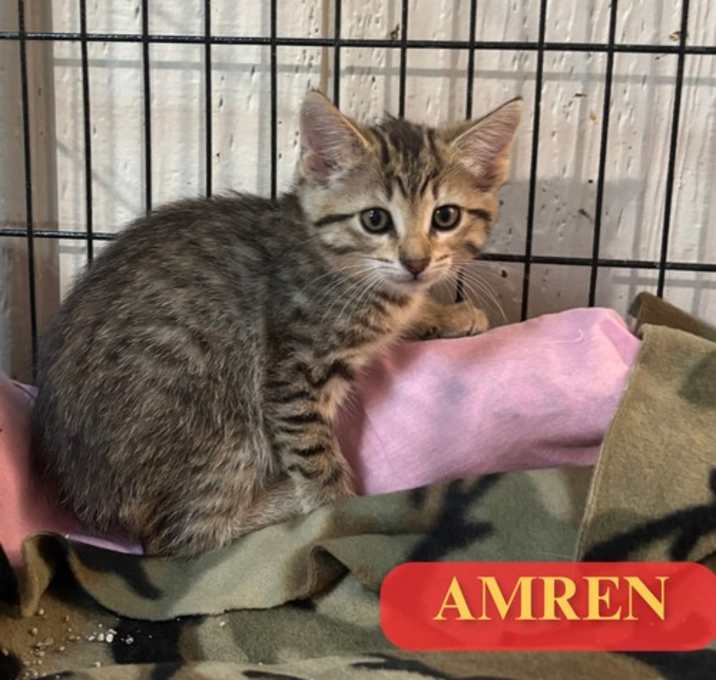 Photo of Amren