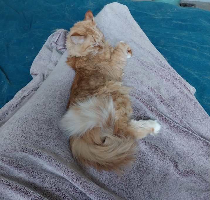 Photo of Ollie