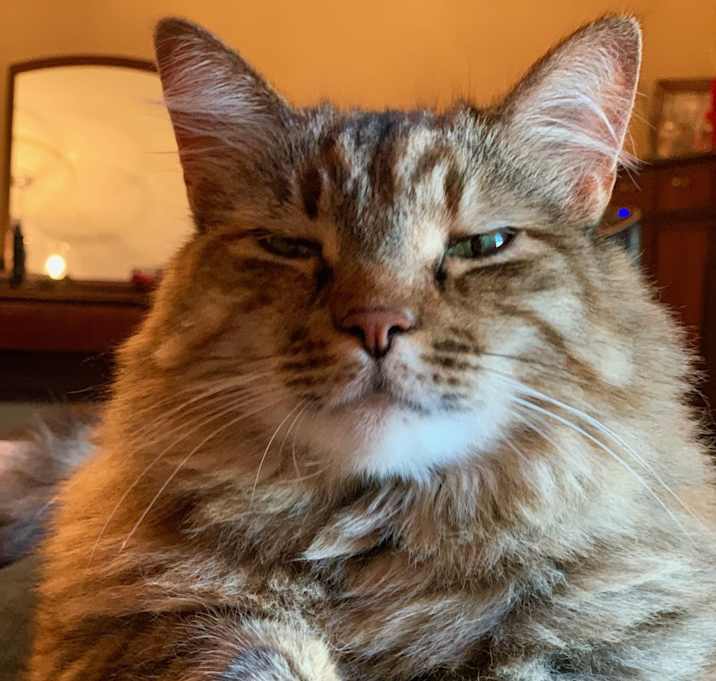 Photo of Penny