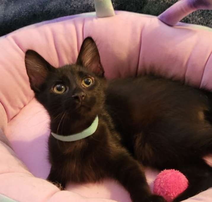 Photo of Diablo