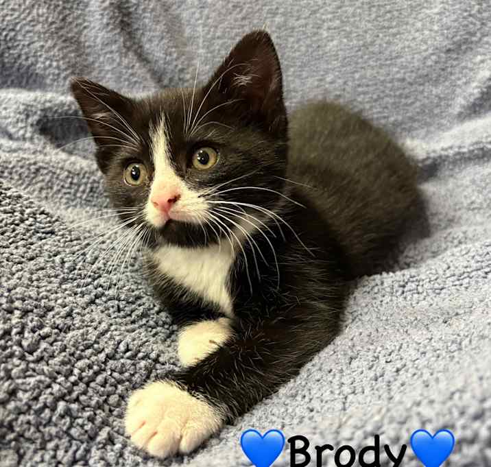 Photo of Brody