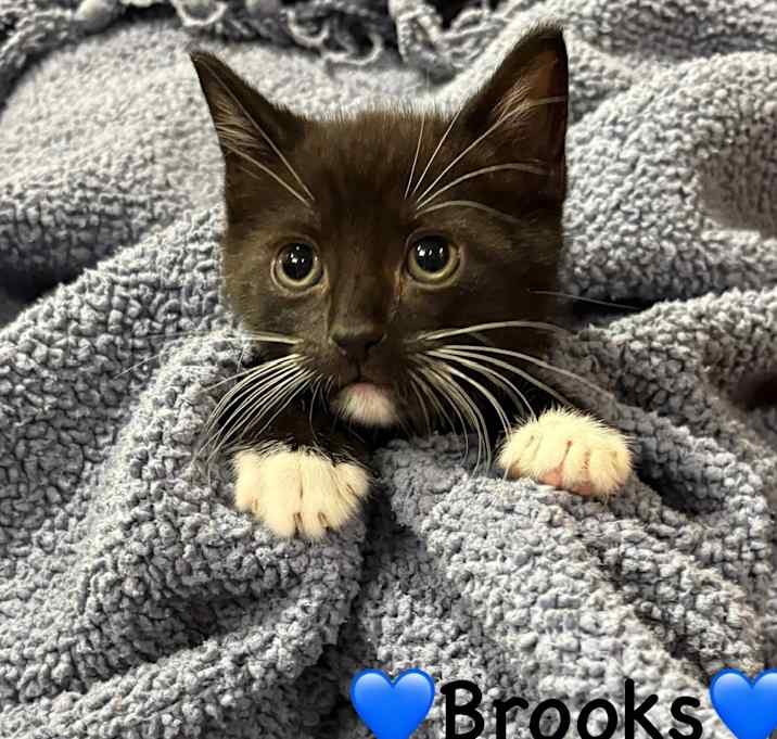 Photo of Brooks