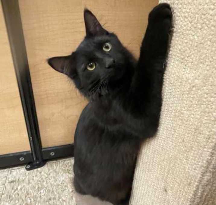 Photo of Onyx