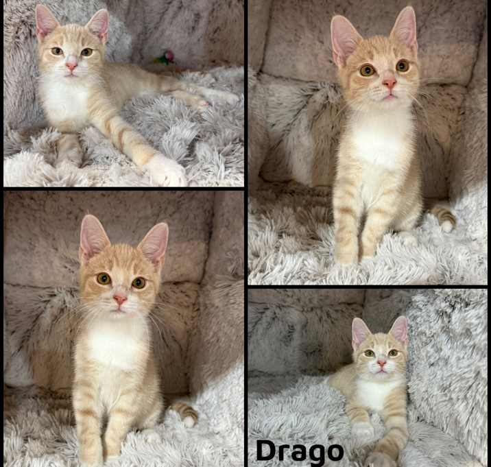 Photo of Drago