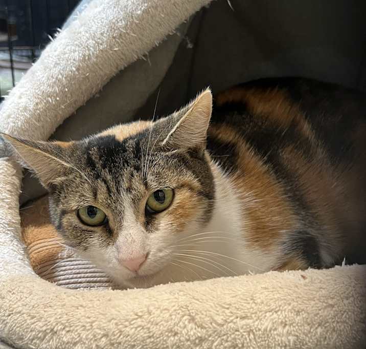 Photo of "Cali" Calico