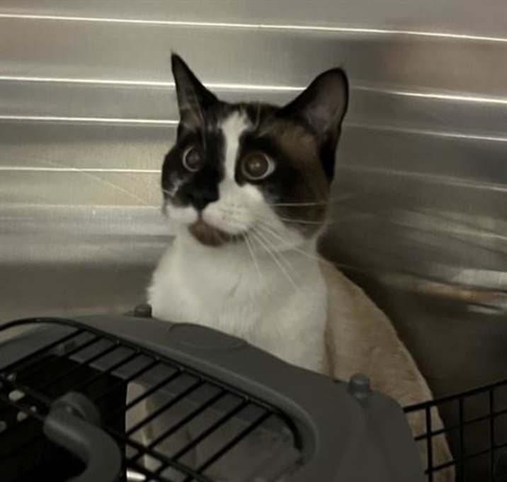 Photo of SMORES