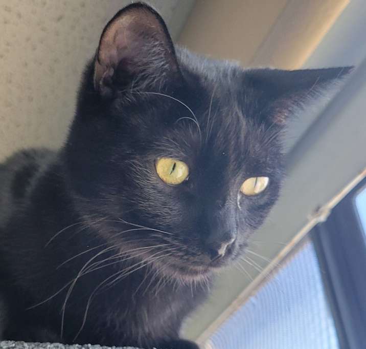 Photo of Raven