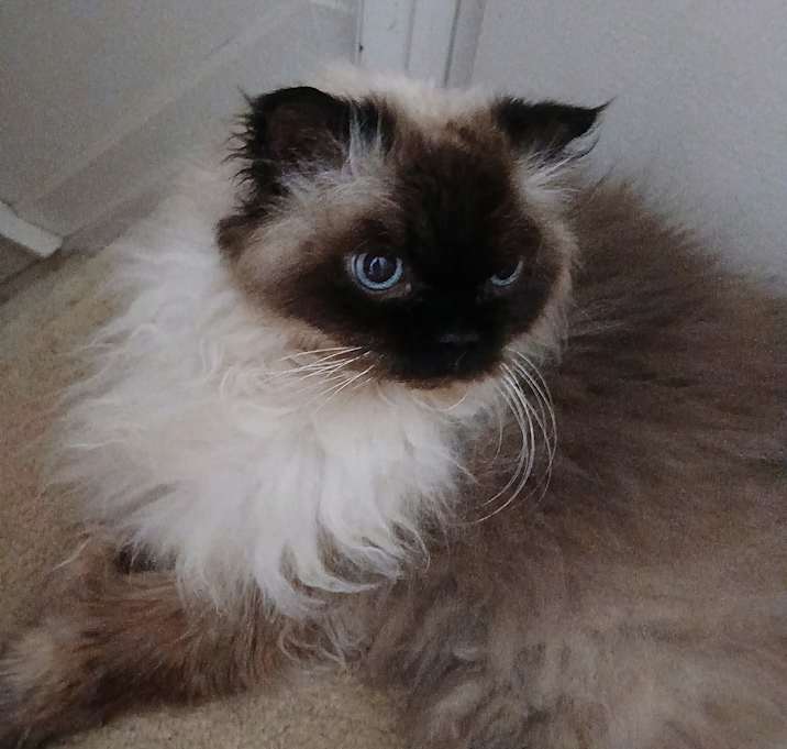 Photo of Furball/Furbee