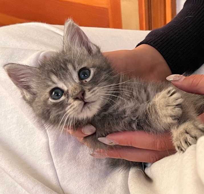 Photo of Kitten 2