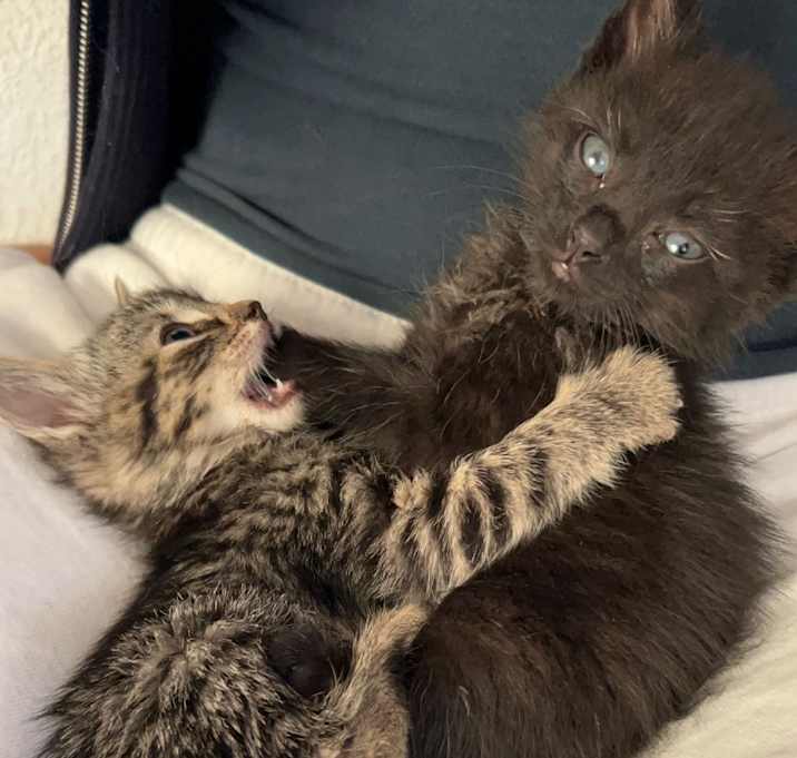 Photo of Kitten 1