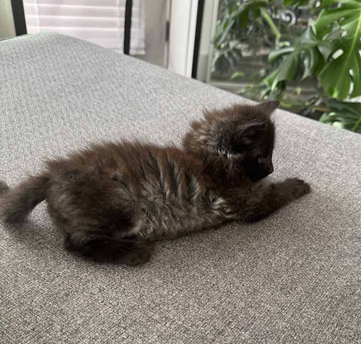 Photo of Meow Meow