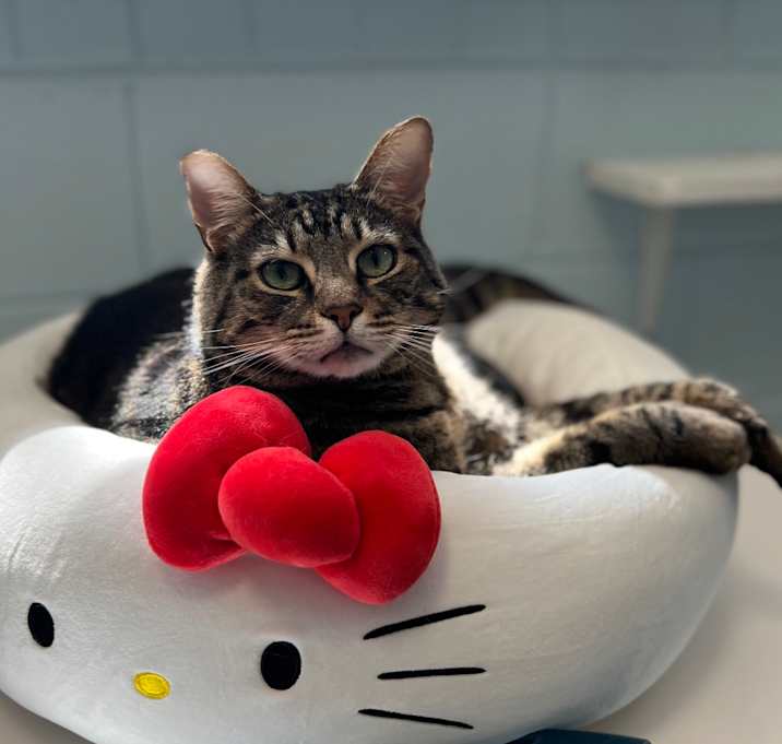 Photo of Renly