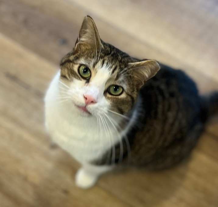 Photo of Cecil