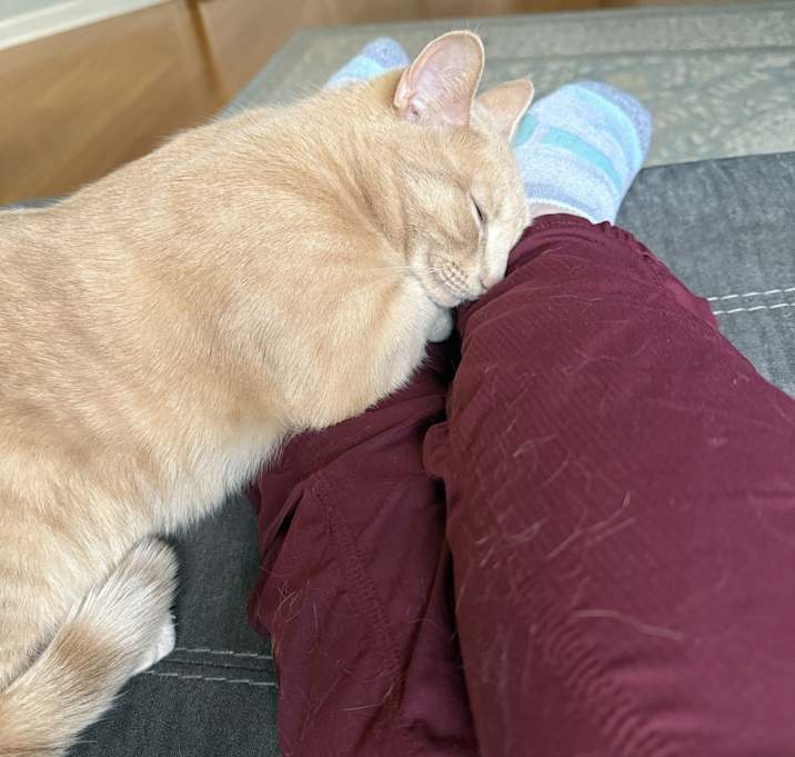 Photo of Nala
