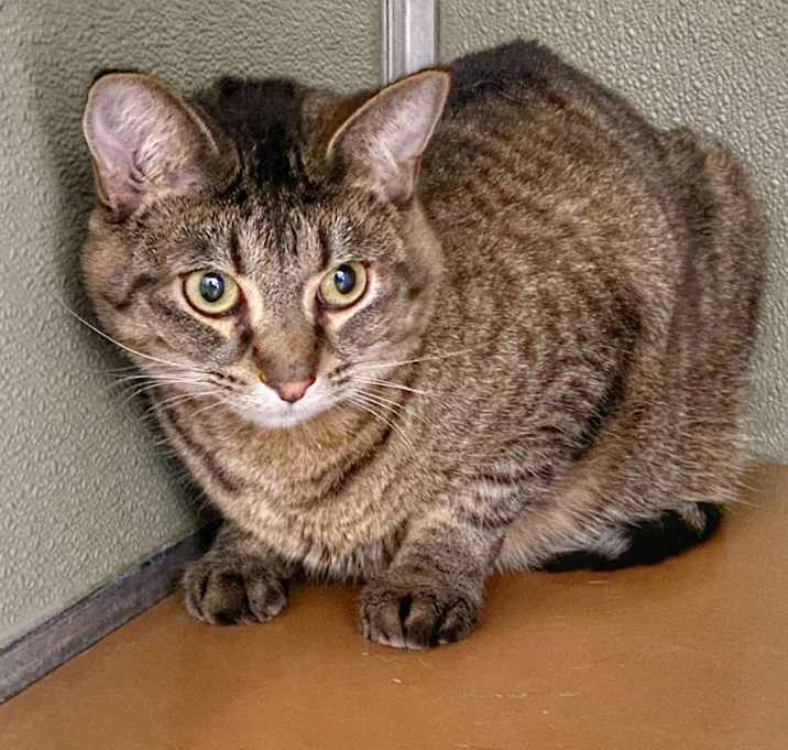 Photo of Jawa